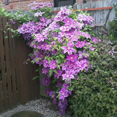 Клематис Акаиши Клематис Акаиши - Dolina-Sad.Ru