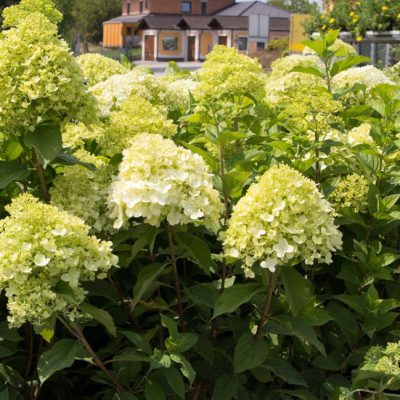 Гортензия метельчатая Канделайт, С2 Гортензия метельчатая Канделайт, С2 - Dolina-Sad.Ru