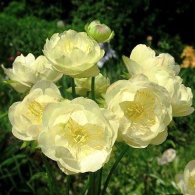 Купальница Чеддар Купальница Чеддар - Dolina-Sad.Ru