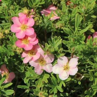 Лапчатка Белла Роза - Dolina-Sad.Ru