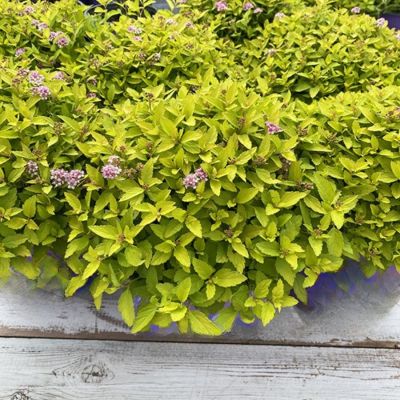 Спирея Зен Спирит Голд, С2 - Dolina-Sad.Ru