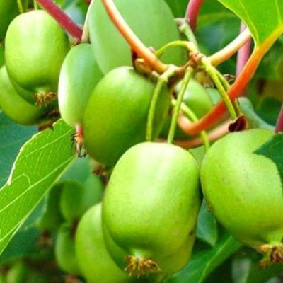 Актинидия Вити-Киви Актинидия Вити-Киви фото