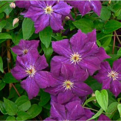 Клематис Грюнвальд Клематис Грюнвальд фото