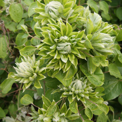 Клематис Сен-но-Казе Клематис Сен-но-Казе фото