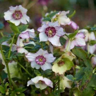 Морозник Винтер Эмоушнс Анемон Пикоти - Dolina-Sad.Ru