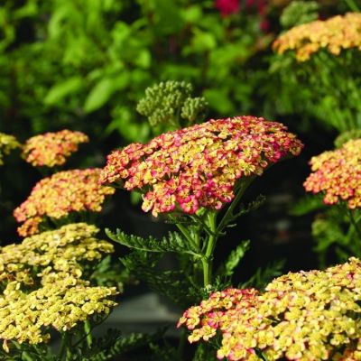 Тысячелистник Триколор Тысячелистник Триколор - Dolina-Sad.Ru