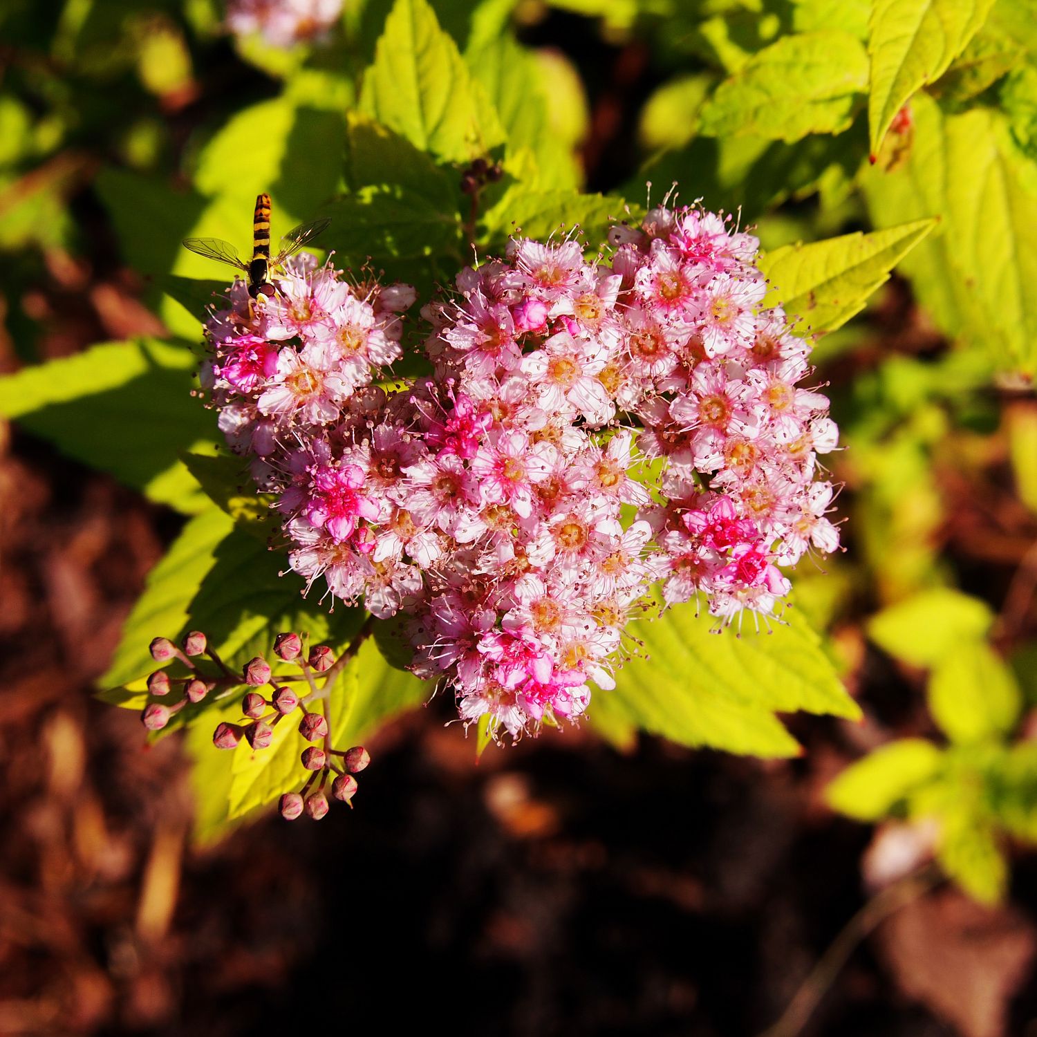 Спирея японская Литл Принцесс Спирея японская Литл Принцесс - Dolina-Sad.Ru