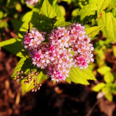 Спирея японская Литл Принцесс Спирея японская Литл Принцесс - Dolina-Sad.Ru