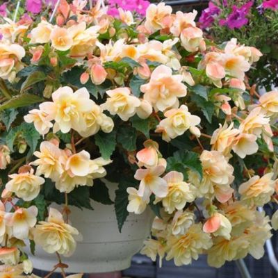 Бегония Беллекония Шардоне Бегония Беллекония Шардоне - Dolina-Sad.Ru