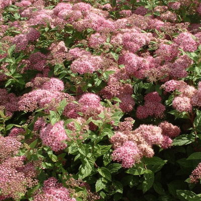 Спирея японская Манон фото