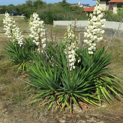 Юкка филаментоза Юкка филаментоза фото