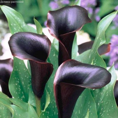 Калла Блэк Стар Калла Блэк Стар фото