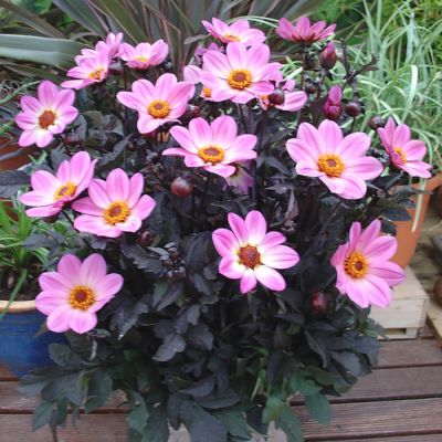 Георгина Хэппи Дейс Пинк Георгина Хэппи Дейс Пинк - Dolina-Sad.Ru