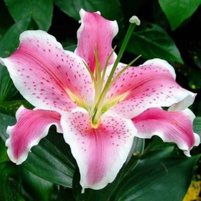 Лилия Тибер Лилия Тибер фото