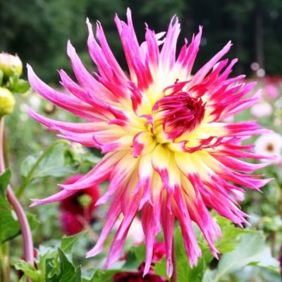 Георгина Линдси Мишэль (Гиганты) Георгина Линдси Мишэль (Гиганты) фото