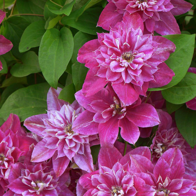 Клематис Май Дарлинг Клематис Май Дарлинг фото