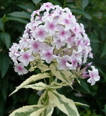 Флокс Макулата Нора Лей Флокс Макулата Нора Лей фото