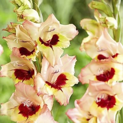 Гладиолус Луиза - Dolina-Sad.Ru