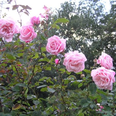 Роза Блоссомтайм Роза Блоссомтайм - Dolina-Sad.Ru