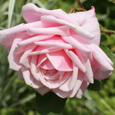 Роза Блоссомтайм Роза Блоссомтайм - Dolina-Sad.Ru