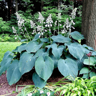 Хоста Блю Ангел Хоста Блю Ангел фото