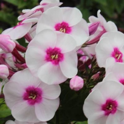 Флокс метельчатый Юник Тренди - Dolina-Sad.Ru