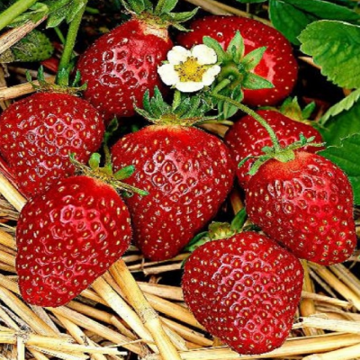Клубника Корона/Ремонтантная Клубника Корона/Ремонтантная фото