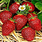 Клубника Корона/Ремонтантная Клубника Корона/Ремонтантная фото