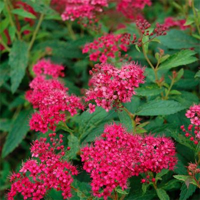 Спирея японская Неон Флеш Спирея японская Неон Флеш - Dolina-Sad.Ru