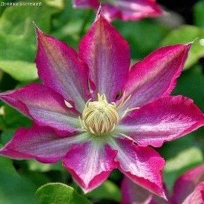 Клематис Асао Клематис Асао фото