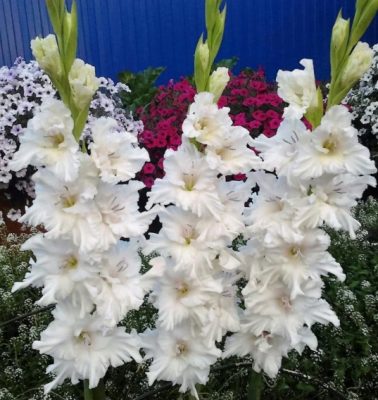 Гладиолус Сноуи Раффл Гладиолус Сноуи Раффл фото