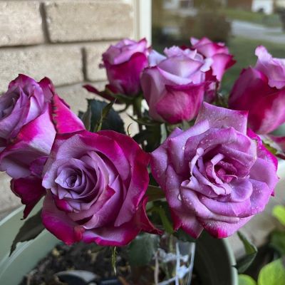 Роза Парадайз в горшке - Dolina-Sad.Ru