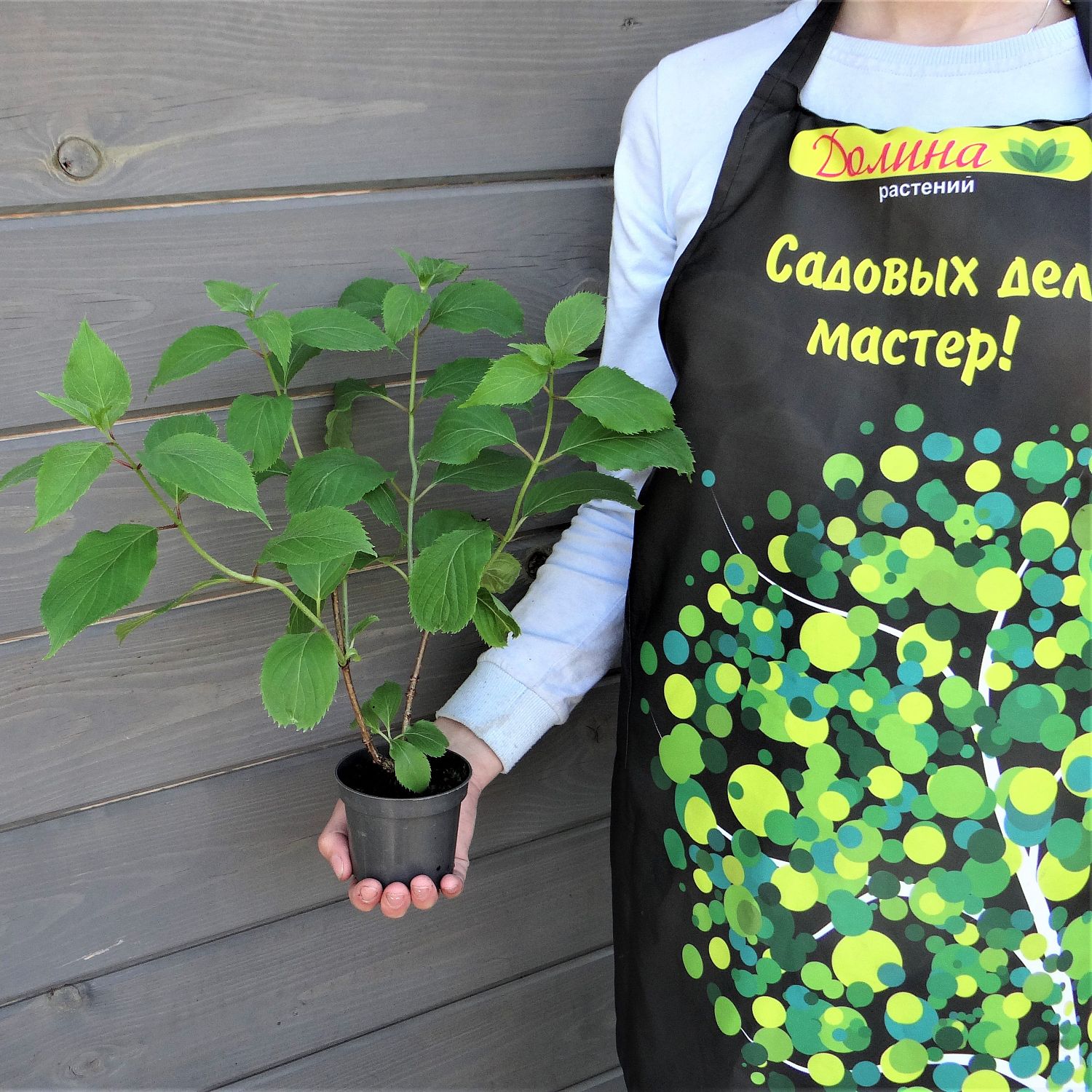 Гортензия метельчатая Левана, С2 - Dolina-Sad.Ru