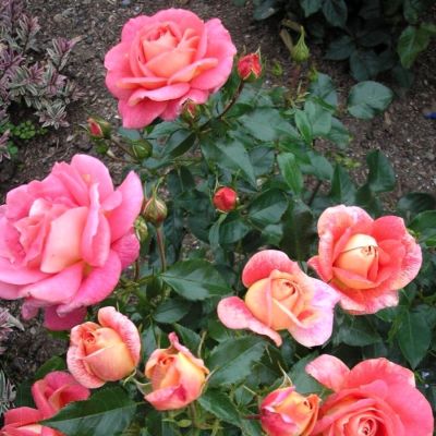 Роза Зоммерзонне - Dolina-Sad.Ru