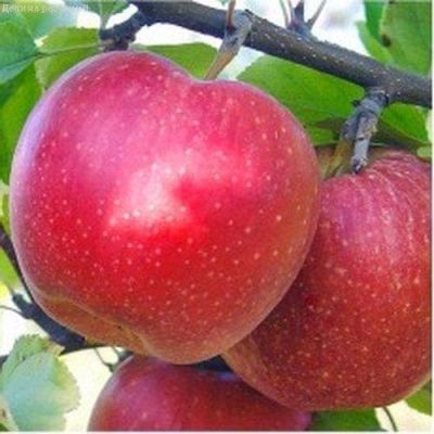 Яблоня Джонаголд/Зимняя Яблоня Джонаголд/Зимняя фото