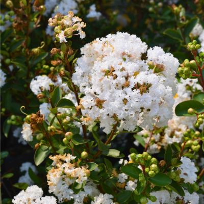 Лагерстремия индийская Вирджин - Dolina-Sad.Ru