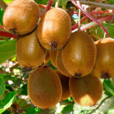 Актинидия деликатесная Дженни Актинидия деликатесная Дженни - Dolina-Sad.Ru