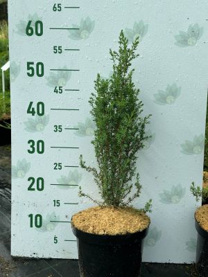 Можжевельник обыкновенный Арнольд, С3 - Dolina-Sad.Ru