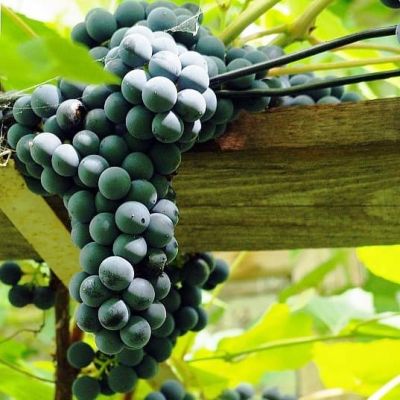 Виноград Агат Донской Виноград Агат Донской фото