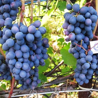 Виноград Агат Донской Виноград Агат Донской фото