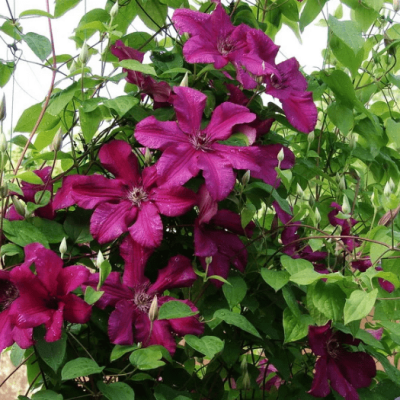 Клематис Перида Клематис Перида фото