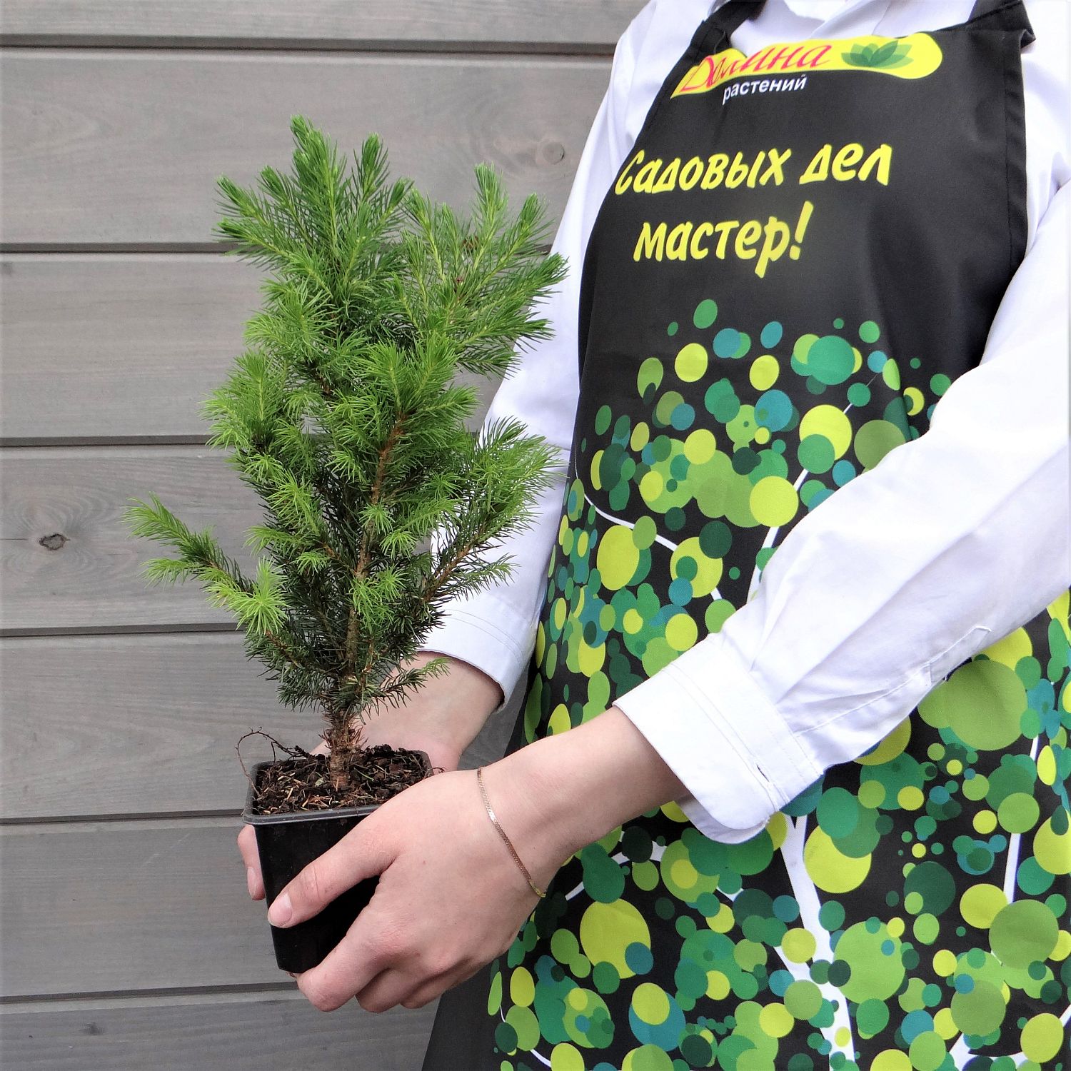 Ель Канадская Коника Ель Канадская Коника фото