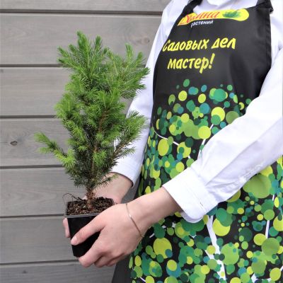 Ель Канадская Коника Ель Канадская Коника фото