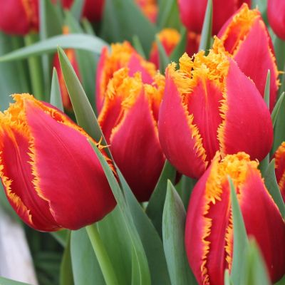 Тюльпан Криспи Артэйр Тюльпан Криспи Артэйр фото