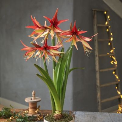 Амариллис Суматра Амариллис Суматра - Dolina-Sad.Ru