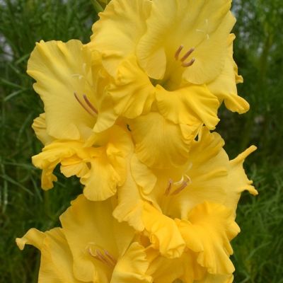 Гладиолус Голден Фэнтэзи Гладиолус Голден Фэнтэзи - Dolina-Sad.Ru