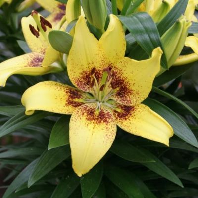 Лилия Жоан Песоа 2 шт Лилия Жоан Песоа 2 шт фото