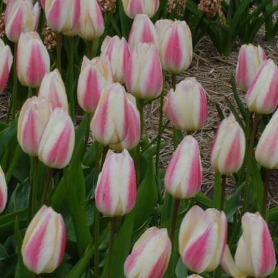 Тюльпан Силк Сюрпрайс Тюльпан Силк Сюрпрайс фото