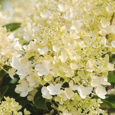 Гортензия метельчатая Милк энд Хани, С1 Гортензия метельчатая Милк энд Хани, С1 - Dolina-Sad.Ru