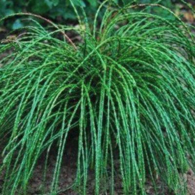 Туя складчатая Випкорд Туя складчатая Випкорд - Dolina-Sad.Ru